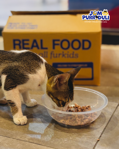 [END: DELIVERY ON 27/8] Chutney Project for Cats: Jom Purr-duli Food Drive for Pads & Paws KL | LINGY | Allergic Rescuers KL