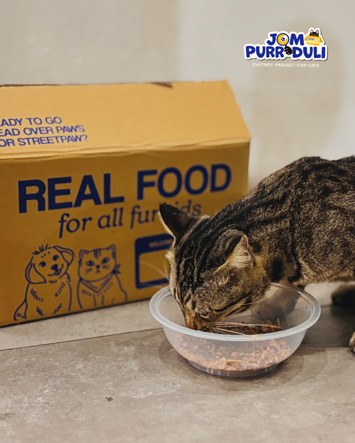 [END: DELIVERY ON 27/8] Chutney Project for Cats: Jom Purr-duli Food Drive for Pads & Paws KL | LINGY | Allergic Rescuers KL